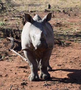 The Bushveld Farmhouse in Mabalingwe Nature Reserve