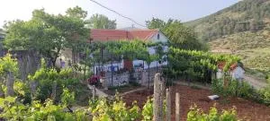 House in Leskovik - Коница