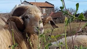 Casa Las Escaleritas