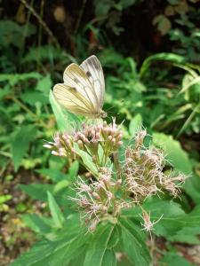 Hiška ob gozdu Lukez plac 