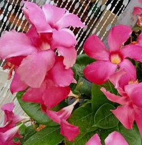 "Minerva" da Sabrina - Targia