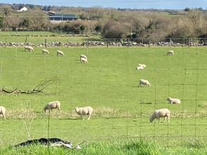 Lough Carra House - Room only with Kitchenette