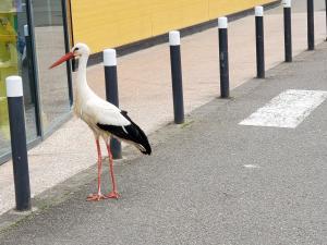 Appartements Mirka & Franck AIRCON Apartment Chic 4 Stars Parking Free, Garage & Wine with Avantages Pack : photos des chambres