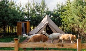 Glamping - Projekt Alpaka