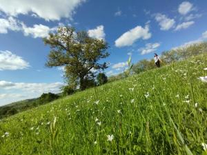 Guest house Charodea