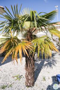 Villas Biscarrosse Bourg VILLA AVEC PISCINE : photos des chambres