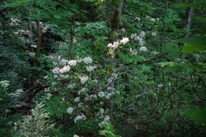 Lil Smoky Studio by Stony Brook Cabins