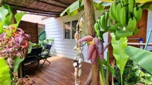 MOOREA - Studio Natura - 哈皮蒂