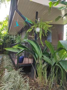 Salamandra Costa Rica