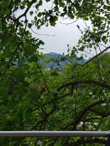 Au gré du tulipier - 2 pièces