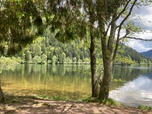 Appartements Le Perchoir du Grand Valtin - Gite 5 personnes - Altitude 830 : photos des chambres