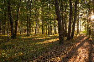 Hotels Relais Des Landes : photos des chambres