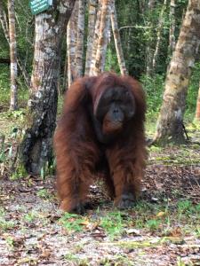 Shankara Orangutan Kelotok Cabin Houseboat