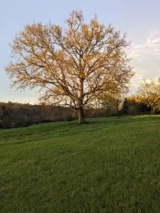 Couette et Tartinettes - 欧兹