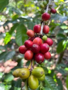 Charming Nature House Finca Tradicional Cafetera