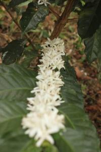 Charming Nature House Finca Tradicional Cafetera