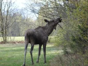 Holiday home TORSBY VIII - Östmark