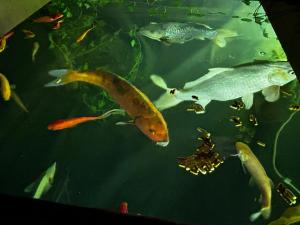 Campings l'aquarium : photos des chambres