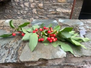 Ξενώνας ΚΑΜΕΛΙΑ