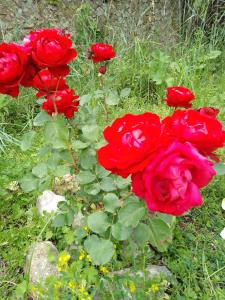 Maisons de vacances Les Gites du Mont Ventoux : photos des chambres
