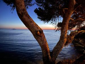 Appartements Vacances bord de mer - Appartement Sanary sur Mer : photos des chambres