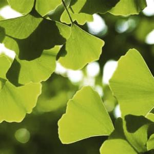 B&B / Chambres d'hotes Le Grand Arbre : photos des chambres