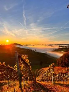 Weingut & Gästezimmer Weißenbacher - Sulz