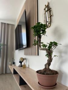 Apartament 13