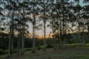 Blue Moon Forest Lodge