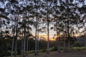 Blue Moon Forest Lodge