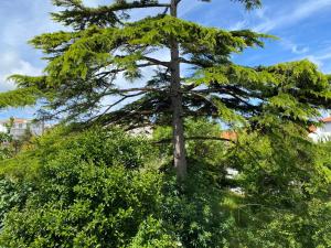 Villas Elegante Villa centre ville Royan proche plages 3 chambres 3 grands lits : photos des chambres