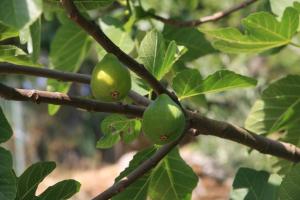 FORYOU Casa Storica nel Parco Cinque Terre