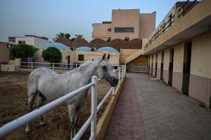 Eastern Oasis Motel & Horse Farm