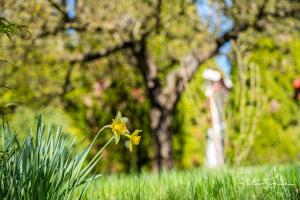 Vidám Mókus Vendégház