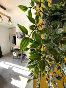 Le Cocon De La Basilique - Paulhac