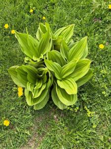 Cabane Areama Neagra