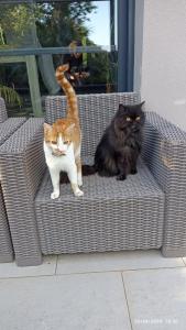 Villa standing piscine privée en écrin de verdure