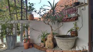 La Sen - Đông Thì