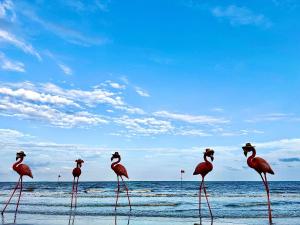 Flamingo Ibiza