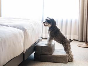 hotel anddoggy Kyoto Nijo