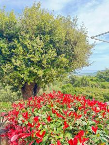 Villages vacances Residence U Pirellu : photos des chambres