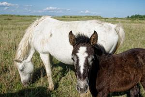 Appartements Mas d'yvan : photos des chambres