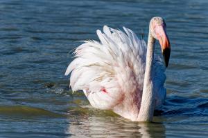 Appartements Mas d'yvan : photos des chambres