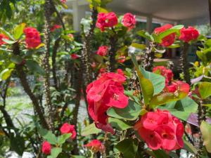 Vacation Garden Home with central aircon, Netflix, billiards, table tennis and karaoke