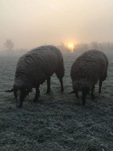 Whittlewood Shepherds Hut in Silverstone, Cosy, Rural, Views