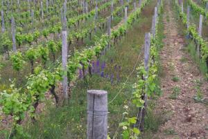 Maisons de vacances Gite vigneron nature : photos des chambres