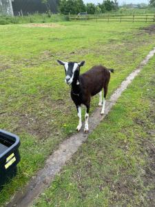 Pen llyn holiday cottages and caravan