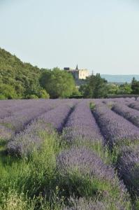 Maisons de vacances Mas in the Provence : photos des chambres