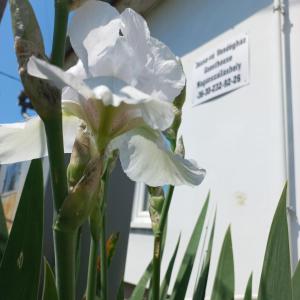 Dézsa-vü Vendégház