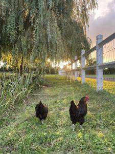 B&B / Chambres d'hotes AureFees : photos des chambres